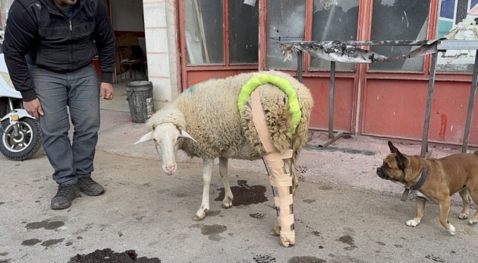 Bursa'da bacağı kırılan koyuna çare sanayide bulundu!
