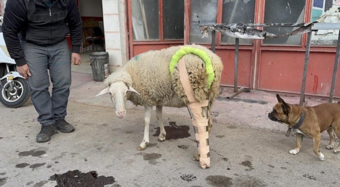 Bursa'da bacağı kırılan koyuna sanayide protez yaptılar