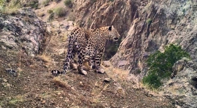 Nesli tehlike altında! Anadolu Leoparı iki ayrı yerde fotokapana yakalandı