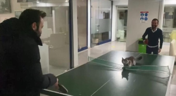 Masa tenisi oynayan kedi gülümsetti