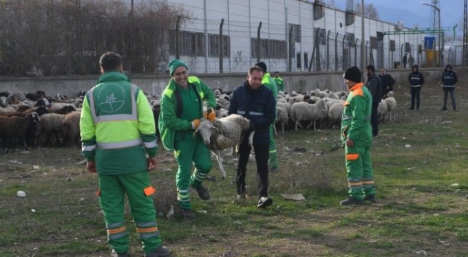 Osmangazi Belediyesi'nin 'koyun' mesaisi! Hayvanlara el konuldu