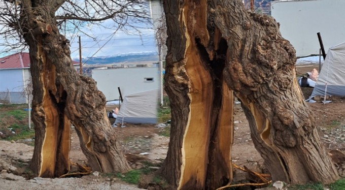 Depremde ağaç ikiye bölündü