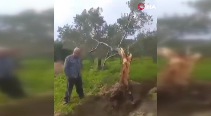 Fay ikiye böldüğü ağacı 10 metre taşıdı