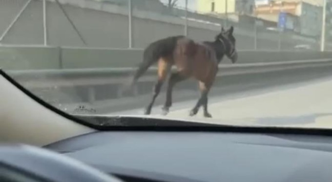 Bursa'da başıboş atlar trafiği tehlikeye sokuyor