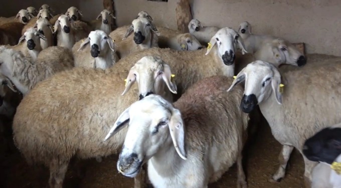 Türkiye'de 'şap' alarmı! Uzmanından önemli uyarı