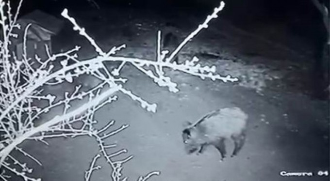 Aç kalan domuz sürüsü evin bahçesine girdi