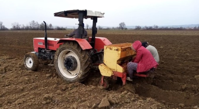 Bursa'da 'sarı altın' ekimi başladı