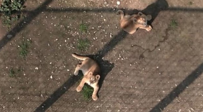 Bursa'da dünyaya geldiler! Minik aslanların keyifine diyecek yok