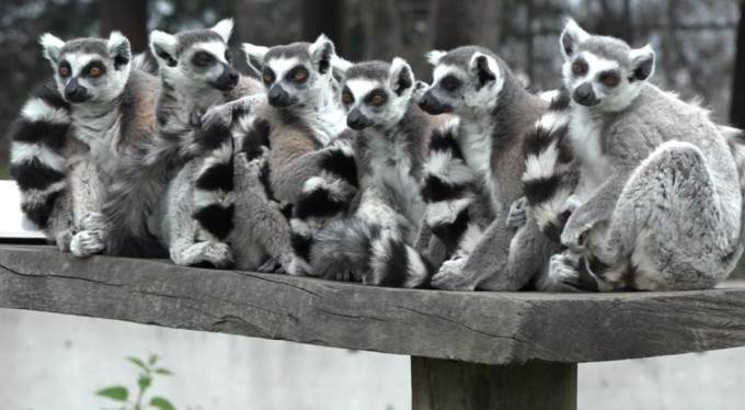 Bursa Hayvanat Bahçesi'nin yeni üyeleri! Sevimli yavrular ilgi odağı