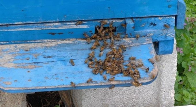 Bursa'da korkutan görüntü! Toplu arı ölümleri