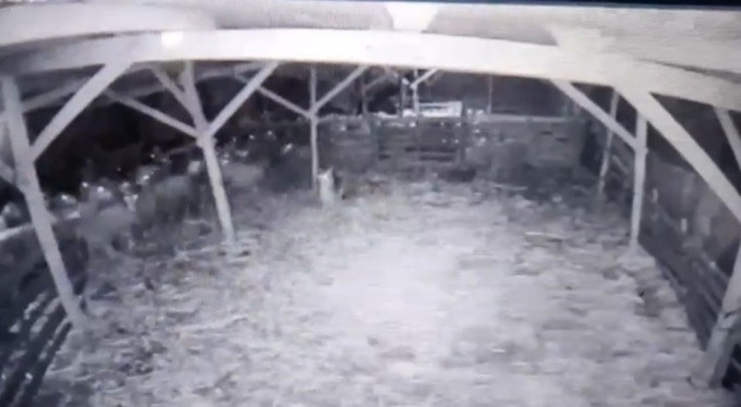 Ahıra giren kurt koyunlara böyle saldırdı