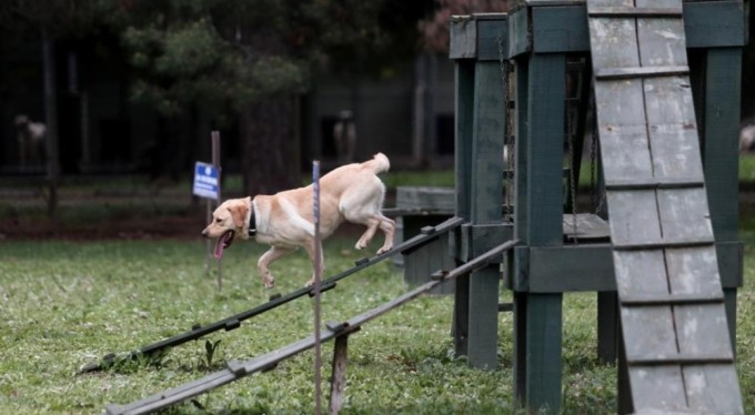 Depremim kahraman köpekleri böyle eğitiliyor