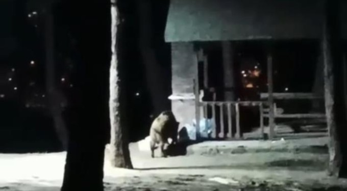 Bursa'da aç kalan domuzlar şehir merkezine indi