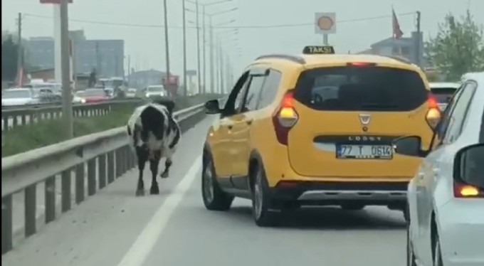 Yalova-Bursa kara yoluna çıkan inek trafiği alt üst etti