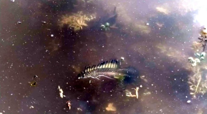 Nadir görülen bir tür! Bursa'da  ilk kez görüldü