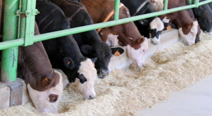 Hayvan hareketleri kısıtlaması 28 Nisan'da kaldırılacak.