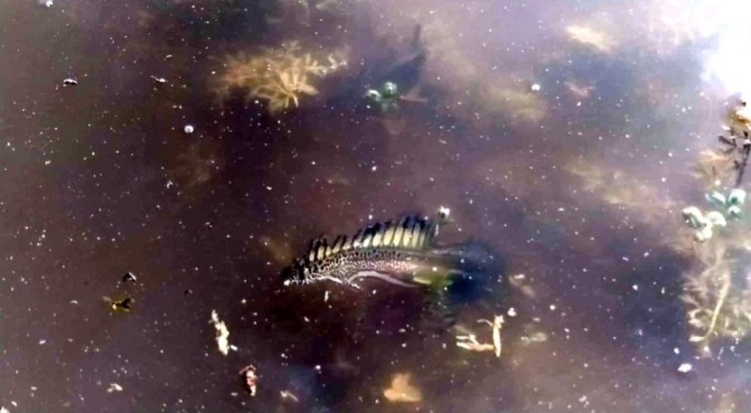 Bursa'da ilk kez görüntülenmişti...O türün cinsi belli oldu