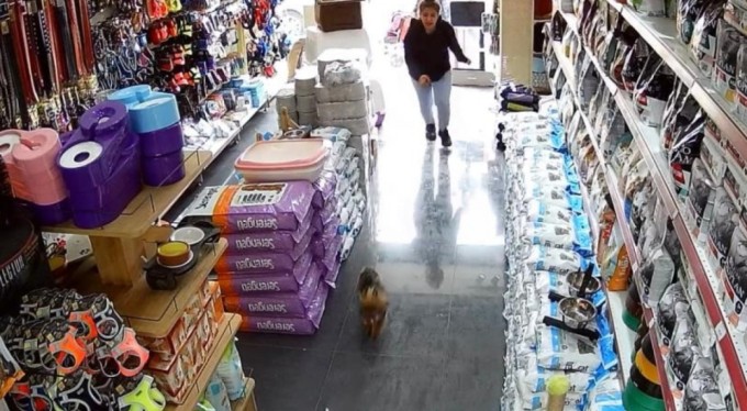 Şehrin ortasında 'Pitbull' vahşeti