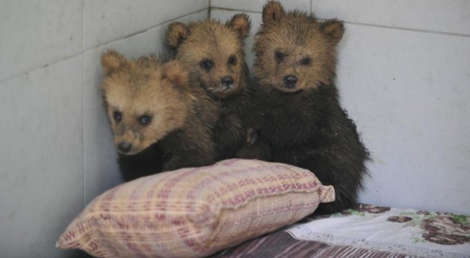 Bursa'da barınağın yeni maskotları yavru ayılar