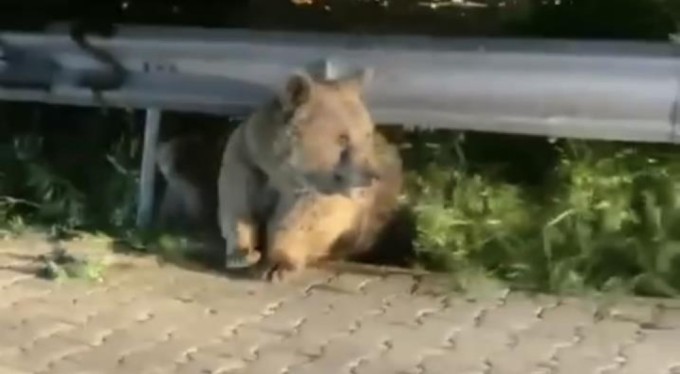 Bursa'da yabani hayvanlar şehir merkezinde