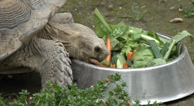Zoopark'taki kaplumbağalara Dünya Kaplumbağa Günü'nde ziyafet
