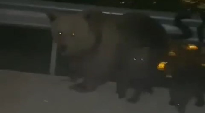 Bursa'da yavrusunu korumak isteyen ayı otomobildekilere korku dolu anlar yaşattı