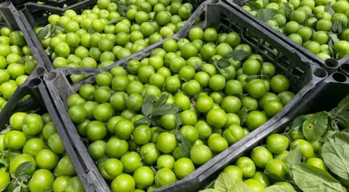 Bursa'nın meşhur erik ve kirazı halde yerini aldı