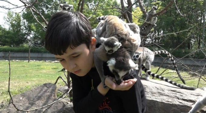 Öğrencilerin unutamayacağı anlar! Elleriyle lemur beslediler