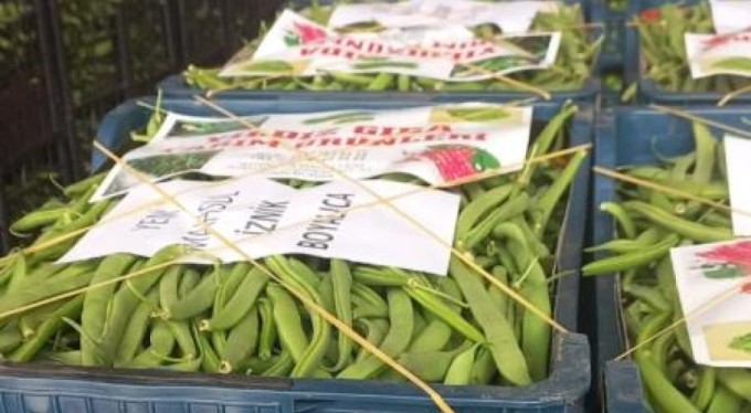 Bursa'da hasat zamanı! Çok sağlıklı, şimdi tam zamanı!