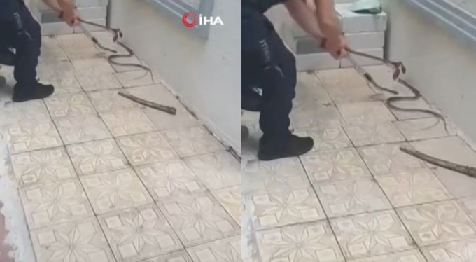 Bursa'da yılan paniği! Görenleri dehşete düşürdü
