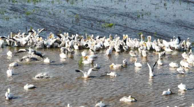 Bursa'ya binlerce kilometre uzaktan geldiler, Ak pelikanların banyo keyfi
