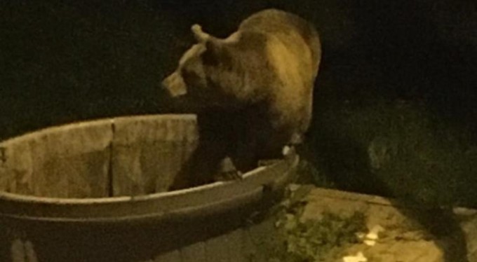 Bursa'da çöpleri karıştıran ayının saldırısına uğradılar!