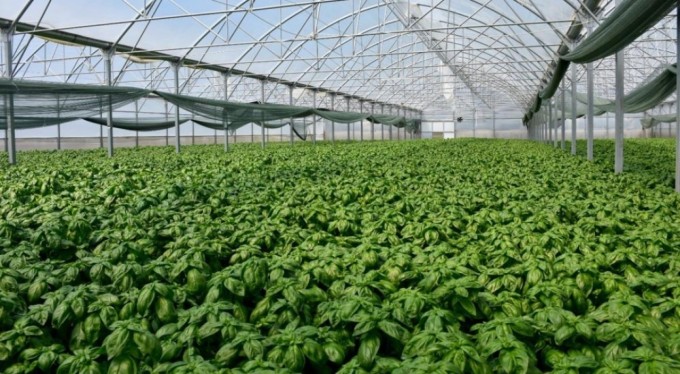 İtalyanların sofralarına 'reyhan' ile Karacabey imzası