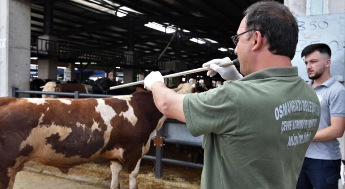 Osmangazi'de kurban yakalama timleri göreve hazır