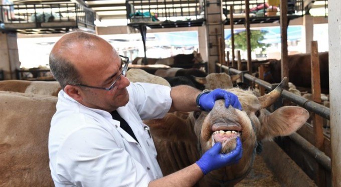 Kurbanlıklara ultrasonla gebelik testi yapıldı