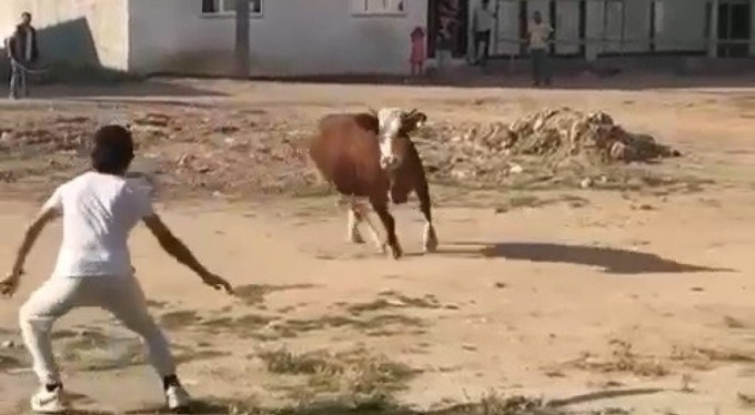 Bursa'da kaçan kurbanlık boğa ortalığı birbirine kattı!