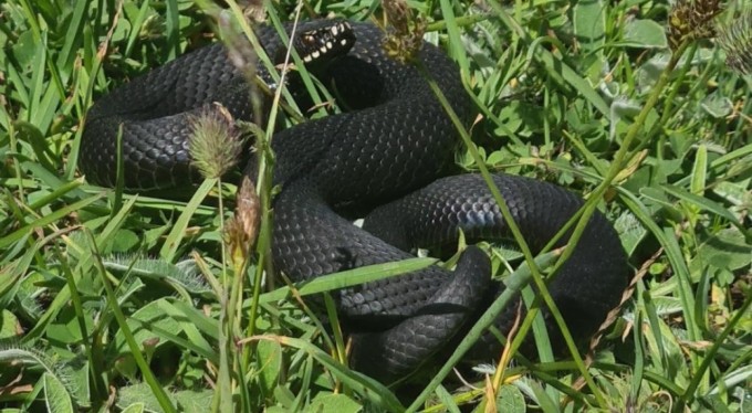 Bursa'da zehirli yılan şoku! Tek ısırığı yüzlerce insanı öldürüyor
