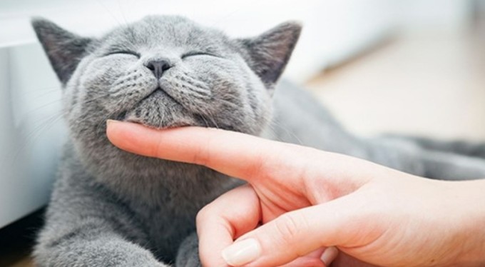 Hayvan haklarına dair 12 maddelik öneri! Şiddet ve işkenceye 15 yıla kadar...