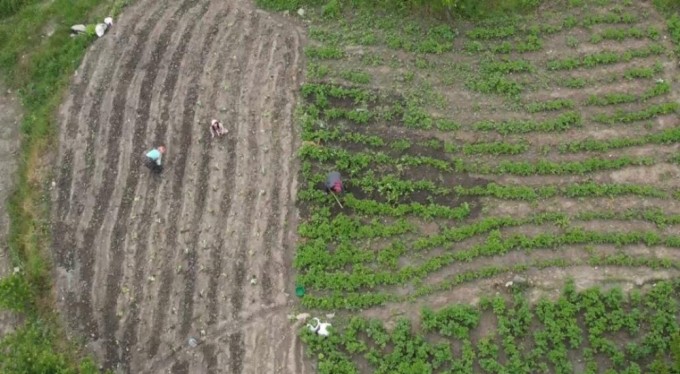 Bursa'daki üreticilere şok! Geçen yıl 18 liraydı, bu yıl 5 lira