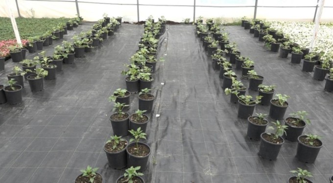 Bursa'da topraksız tarımla birlikte yüzde 50 verim elde ediliyor