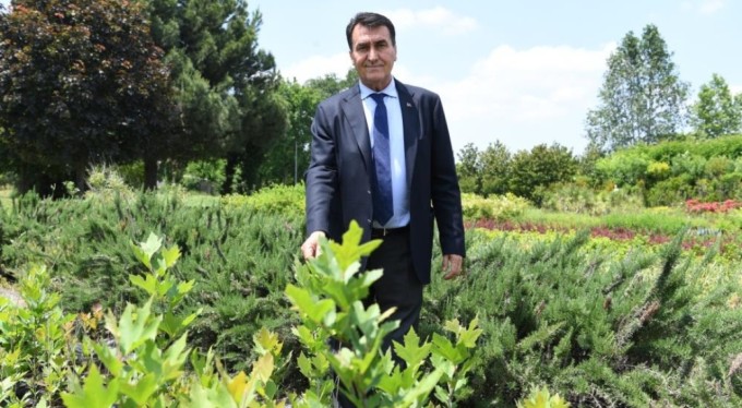 Tarihi İnkaya Çınarı geleceğe taşınıyor