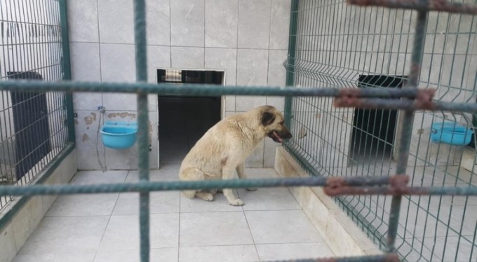 Bursa'da baışıboş köpek 7 yaşındaki çocuğa saldırdı!