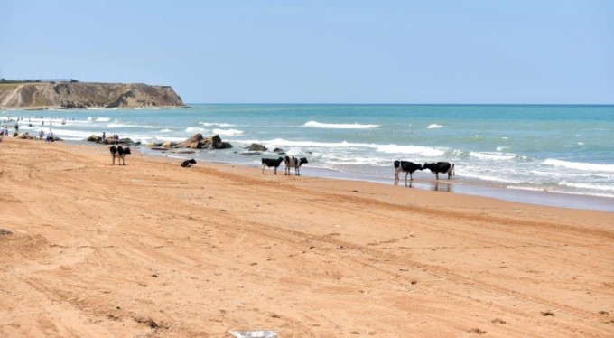 Aşırı sıcaktan bunalan inekler sahile inerek serinledi!