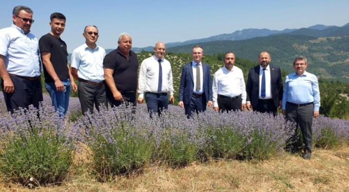 Bursa'nın dağlarında yetişen lavantaların hasadı başladı