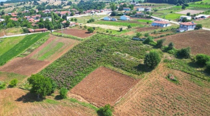 Bursa'nın şifalı bitkisi hasat için gün sayıyor