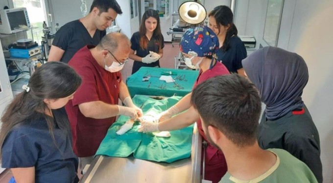 Bursa'da araç çarpan kedi yapılan operasyonla hayata tutundu