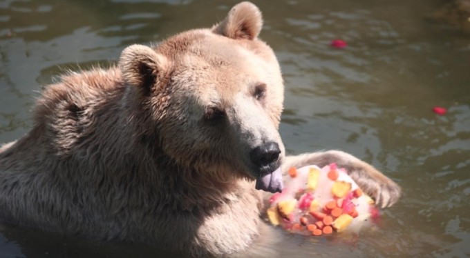 Zoopark'ta 40 derece sıcakta buzlu meyve keyfi