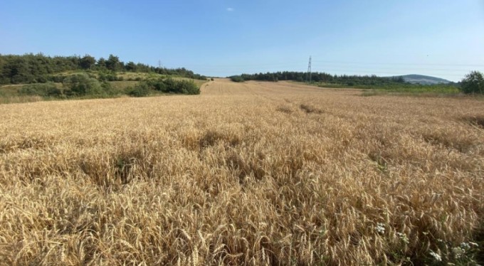 Kestel Belediyesi, Türkiye'nin en ucuz ekmeği için hasada başlıyor