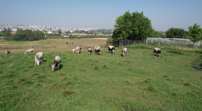 Türkiye'nin 'Boz sığır' ırkı koruma altına alındı