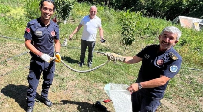Bursa'da korkusuz adam tek hamlede yakaladığı dev zeihrli yılanı şişeye koydu!